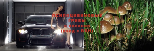 шишки Беломорск