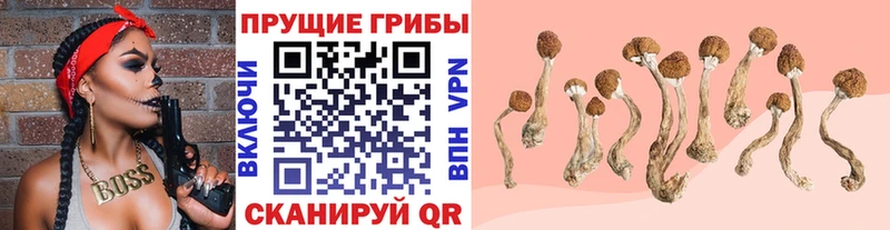 Псилоцибиновые грибы мицелий  Сертолово 